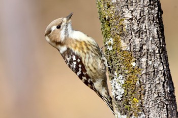 Japanese Pygmy Woodpecker 祖父江ワイルドネイチャー緑地 Sun, 2/5/2023