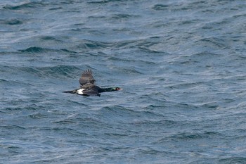 Pelagic Cormorant 角島(山口県) Sun, 4/8/2018