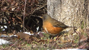 Brown-headed Thrush 北勢中央公園 Sun, 1/29/2023