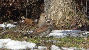 Hawfinch 北勢中央公園 Sun, 1/29/2023