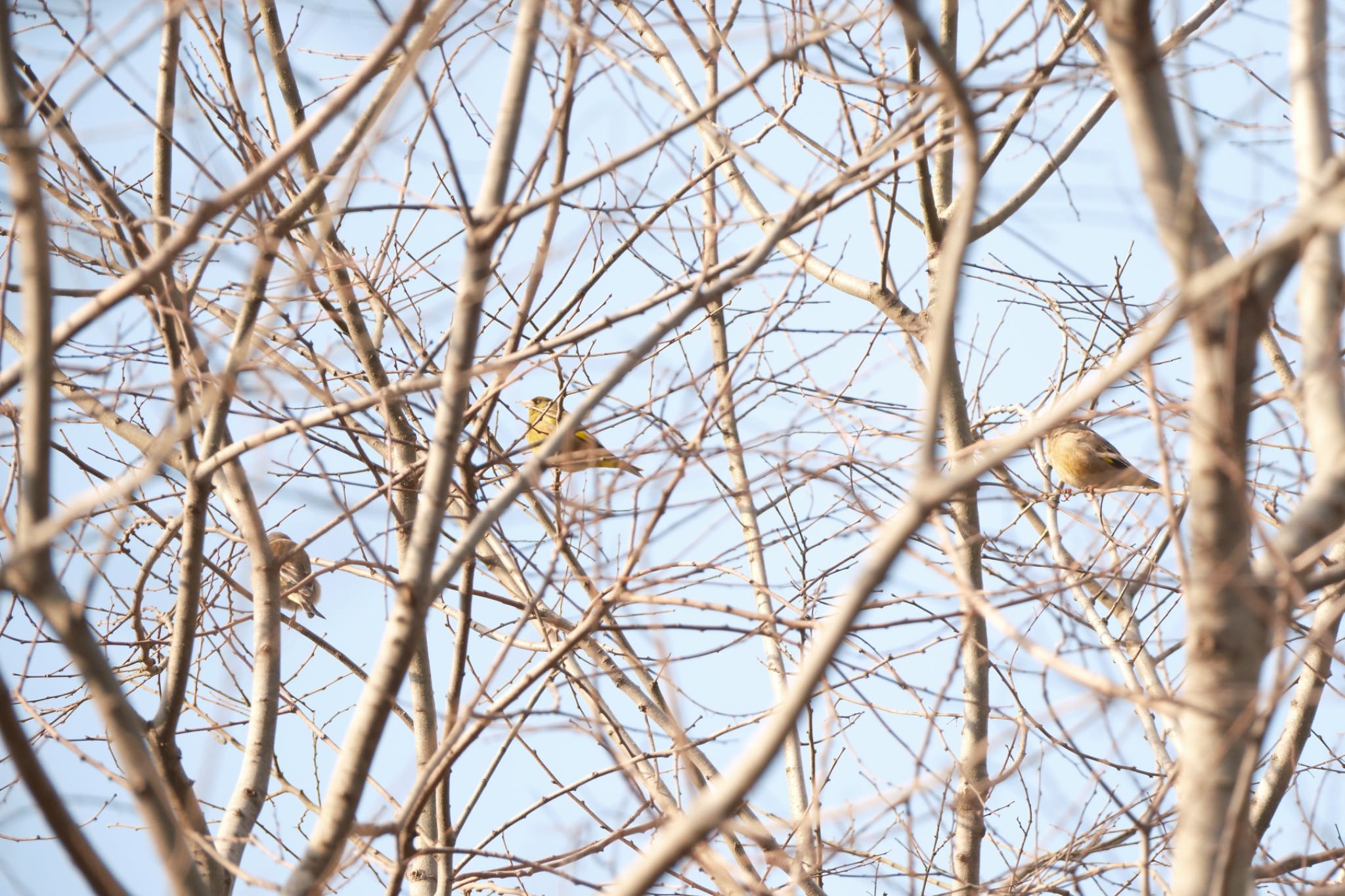 山の辺の道 カワラヒワの写真 by グンシン