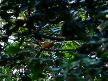 Sun, 2/5/2023 Birding report at Hama-rikyu Gardens
