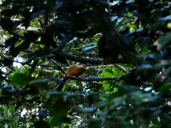 2023年2月5日(日) 浜離宮恩賜庭園の野鳥観察記録