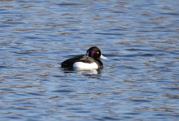 2023年2月5日(日) 入間川(笹井堰周辺)の野鳥観察記録