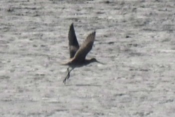 Bar-tailed Godwit 愛知県 Fri, 9/8/2017