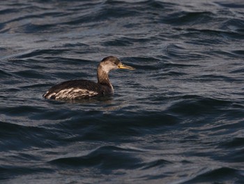 Red-necked Grebe Choshi Fishing Port Sun, 2/5/2023