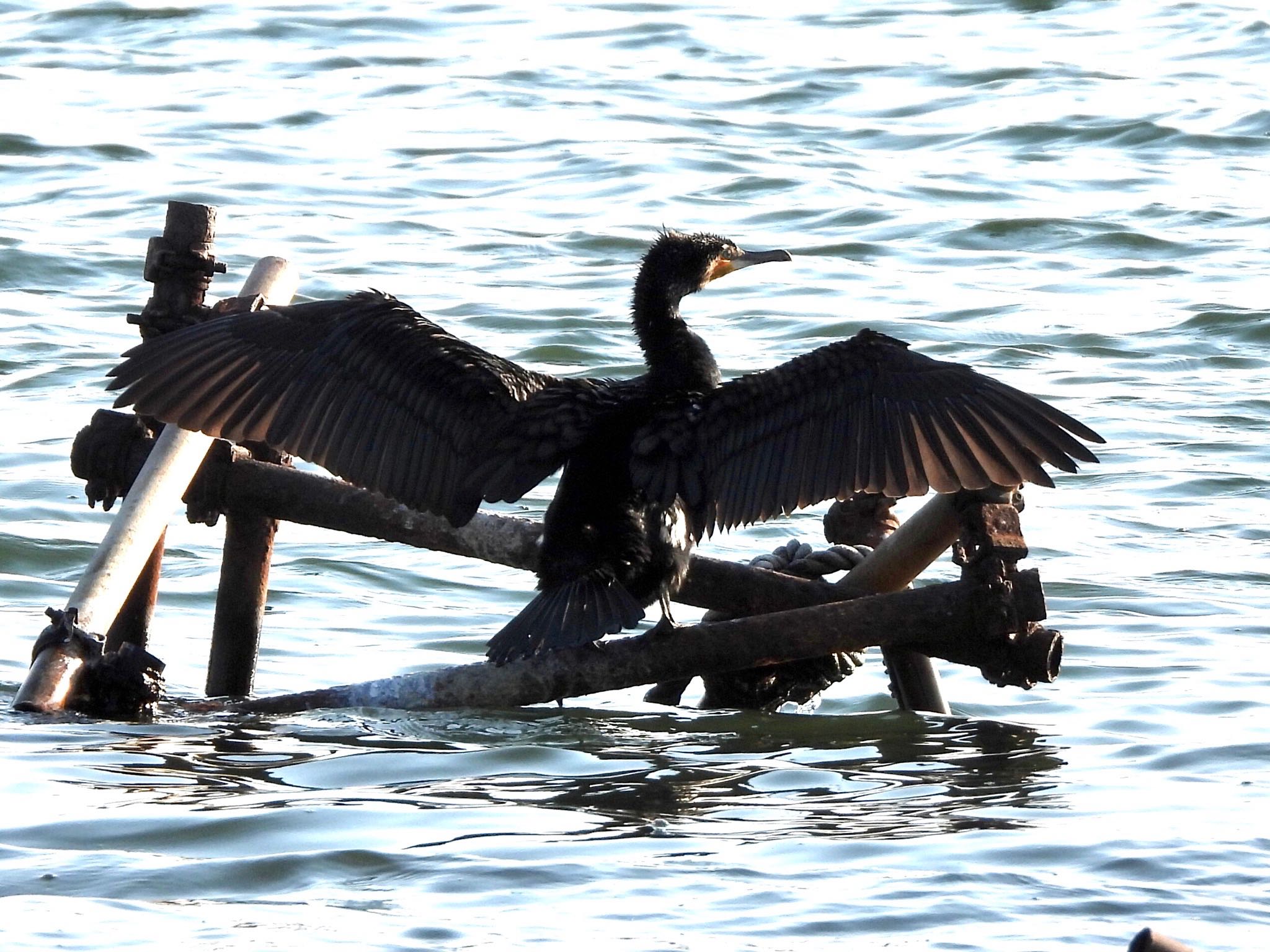 多摩川河口 カワウの写真 by くー