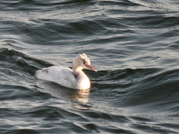 Sat, 2/4/2023 Birding report at 多摩川河口