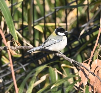 シジュウカラ 横浜市金沢区長浜公園 2023年2月5日(日)