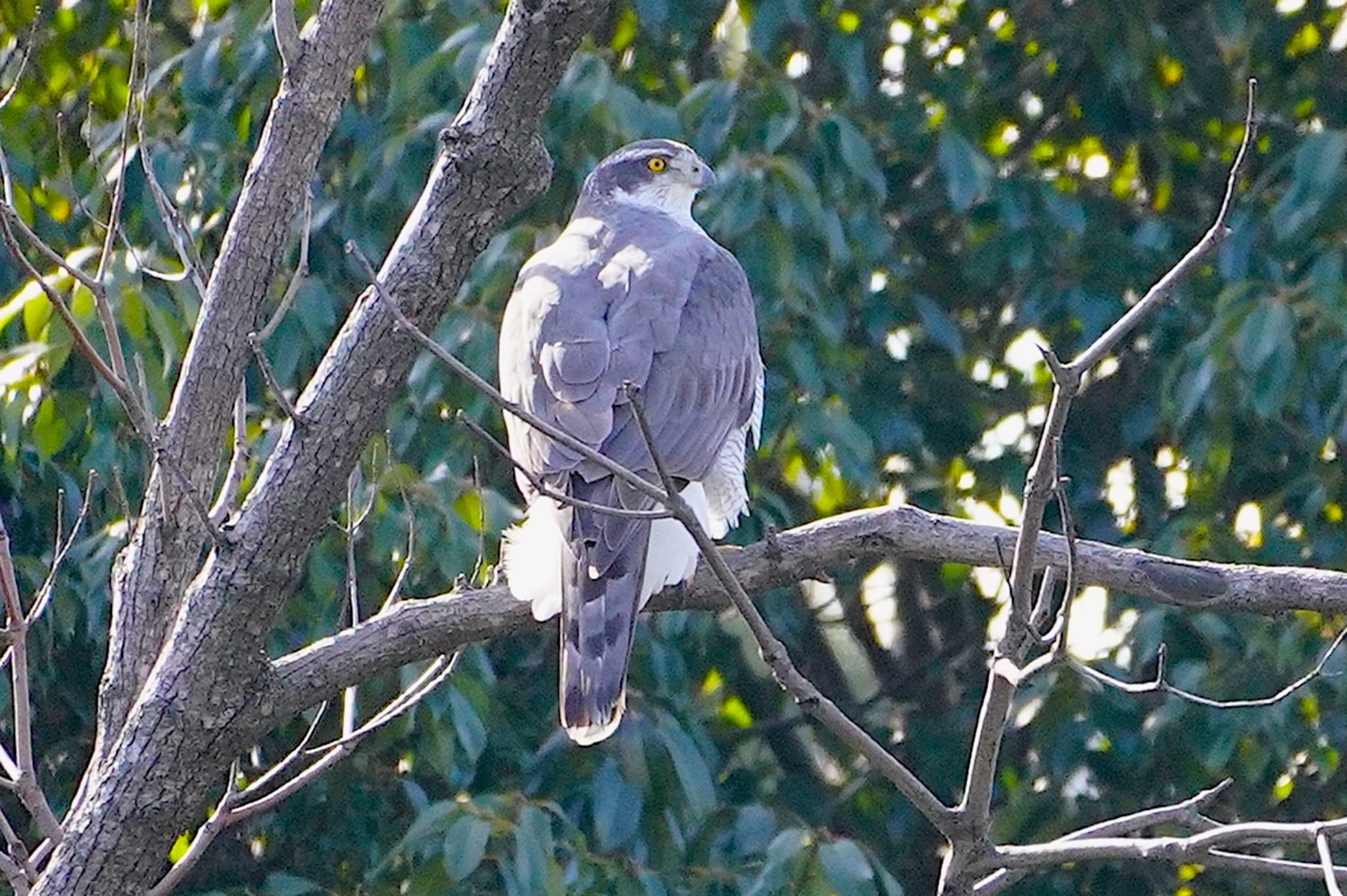 Photo of Eurasian Goshawk at 万代池 by アルキュオン