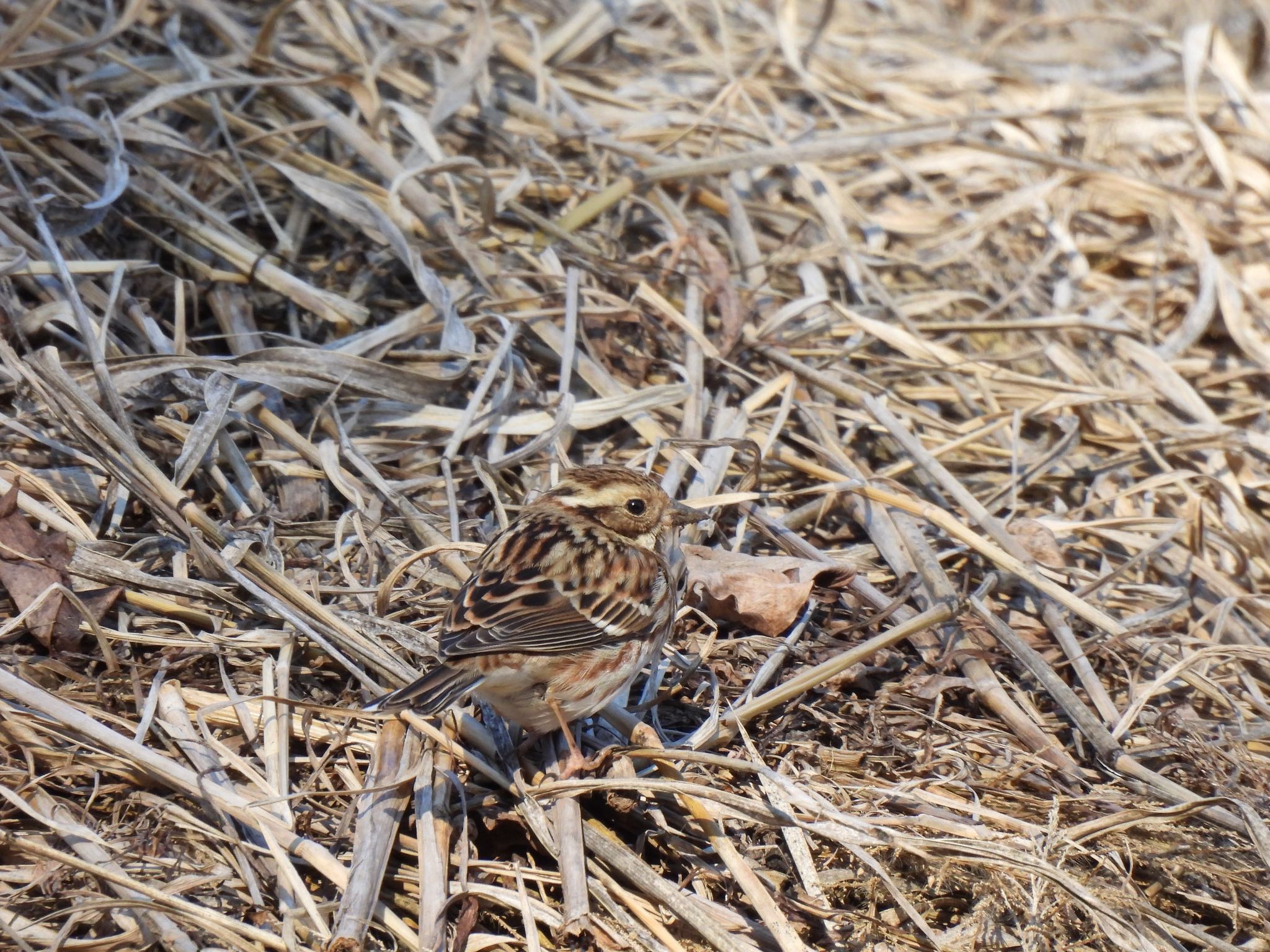 Rustic Bunting