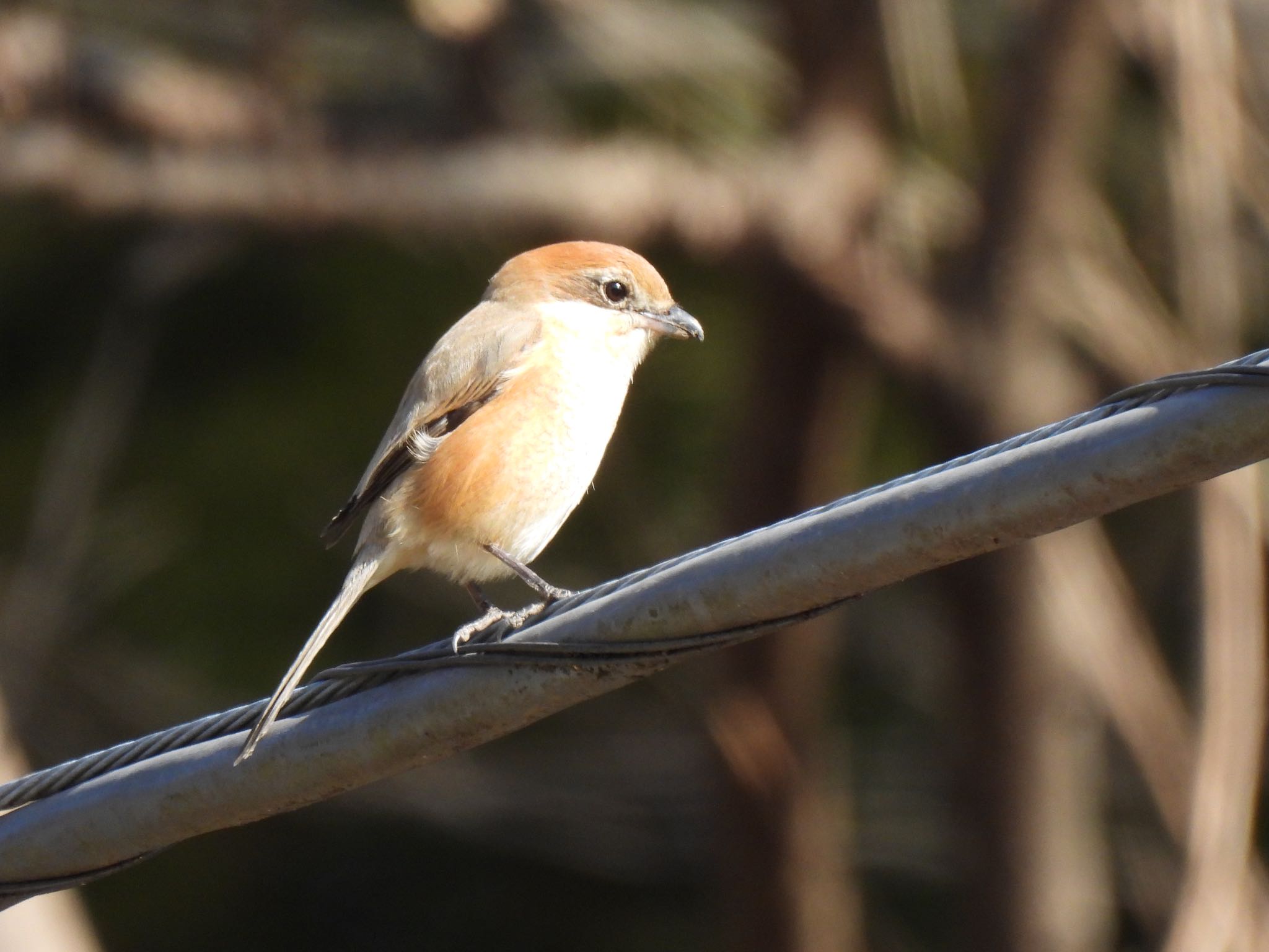 Bull-headed Shrike