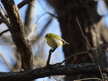 Sun, 2/5/2023 Birding report at 寺家ふるさと村