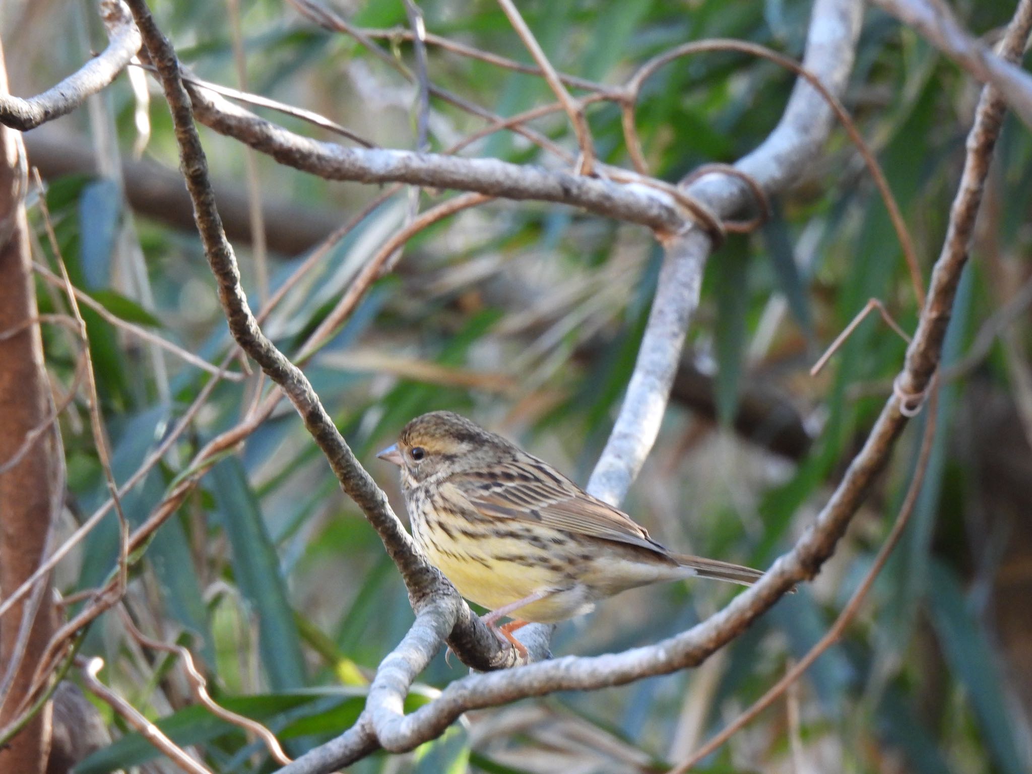 Masked Bunting