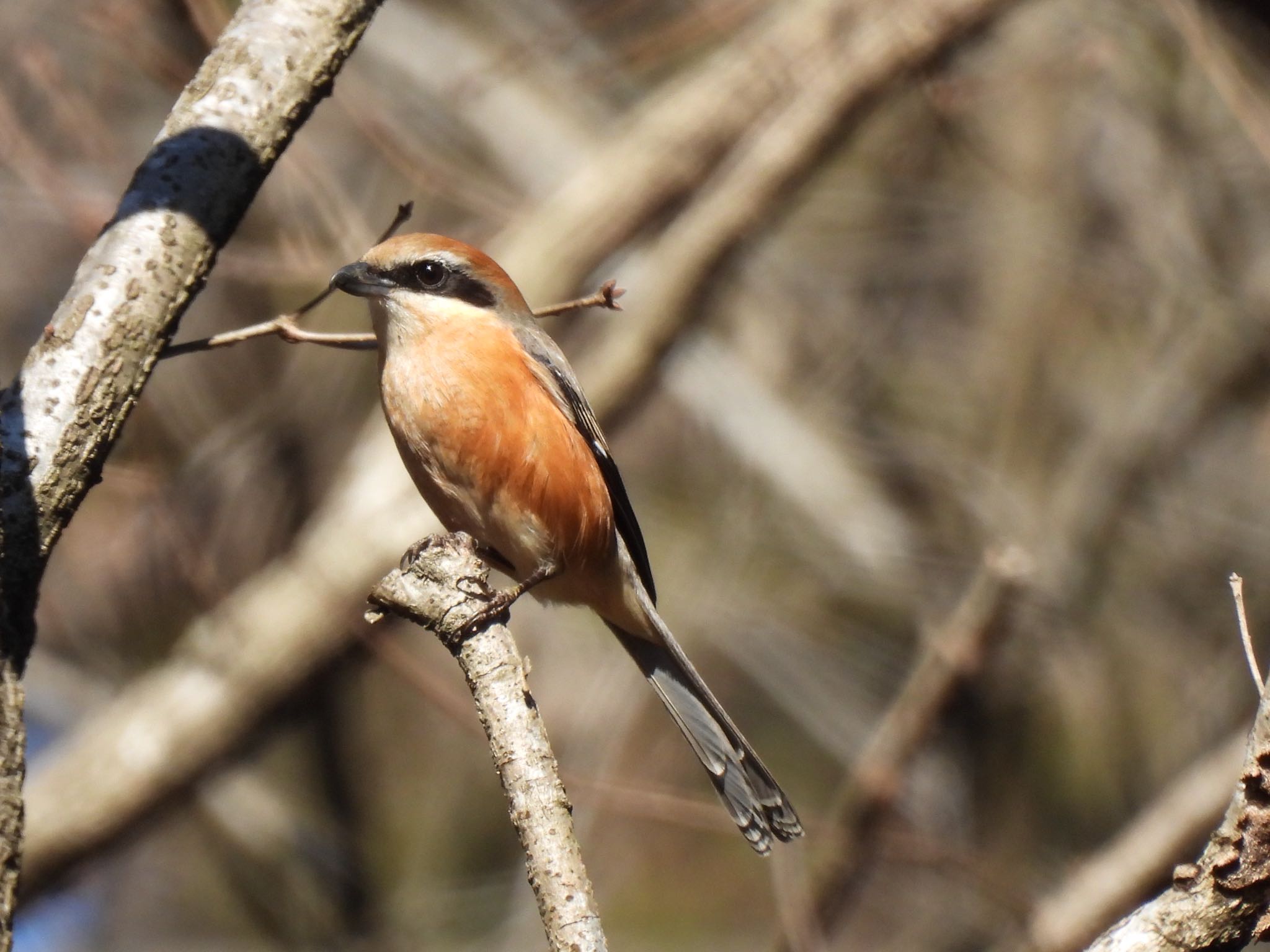 Bull-headed Shrike