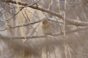 Eurasian Wryneck 千葉県 Fri, 2/3/2023