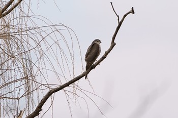 Eurasian Sparrowhawk 千葉県 Fri, 2/3/2023