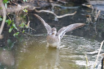 Eurasian Teal 千葉県 Fri, 2/3/2023