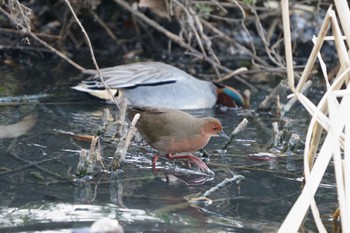 Ruddy-breasted Crake 千葉県 Fri, 2/3/2023