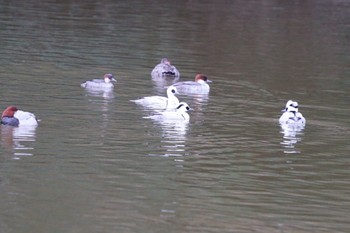 Smew 千葉県 Fri, 2/3/2023