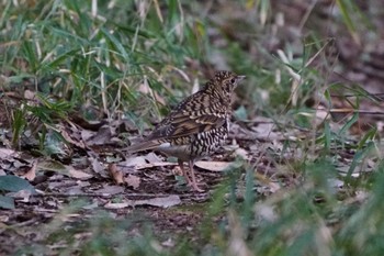 White's Thrush 千葉県 Fri, 2/3/2023