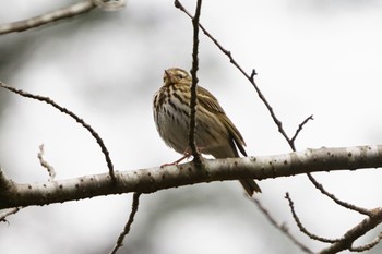 Olive-backed Pipit 千葉県 Fri, 2/3/2023