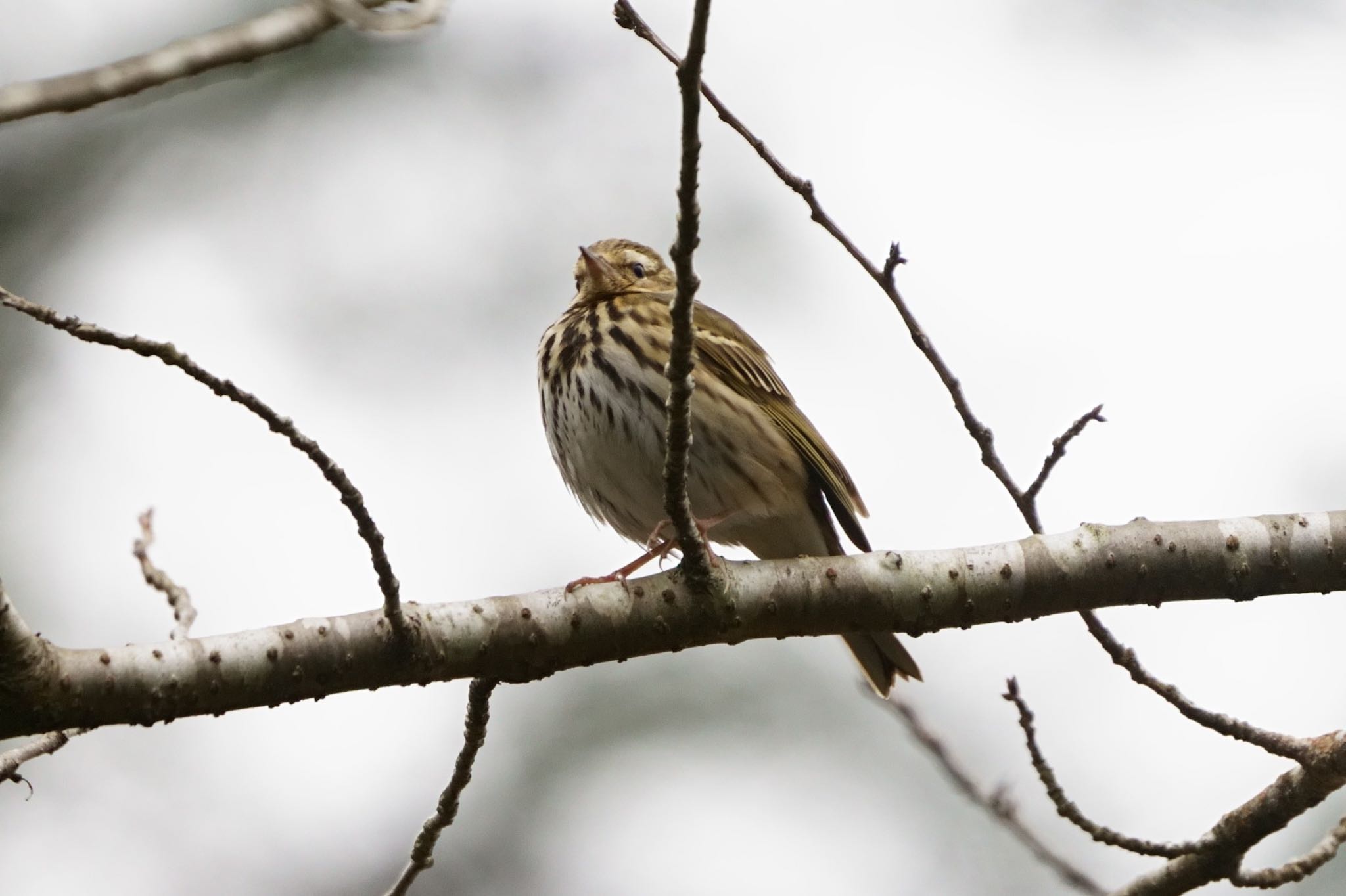 Photo of Olive-backed Pipit at 千葉県 by アカウント5227