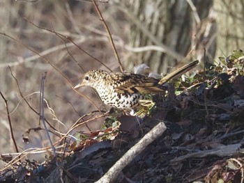 トラツグミ 大潟水と森公園 2023年2月5日(日)