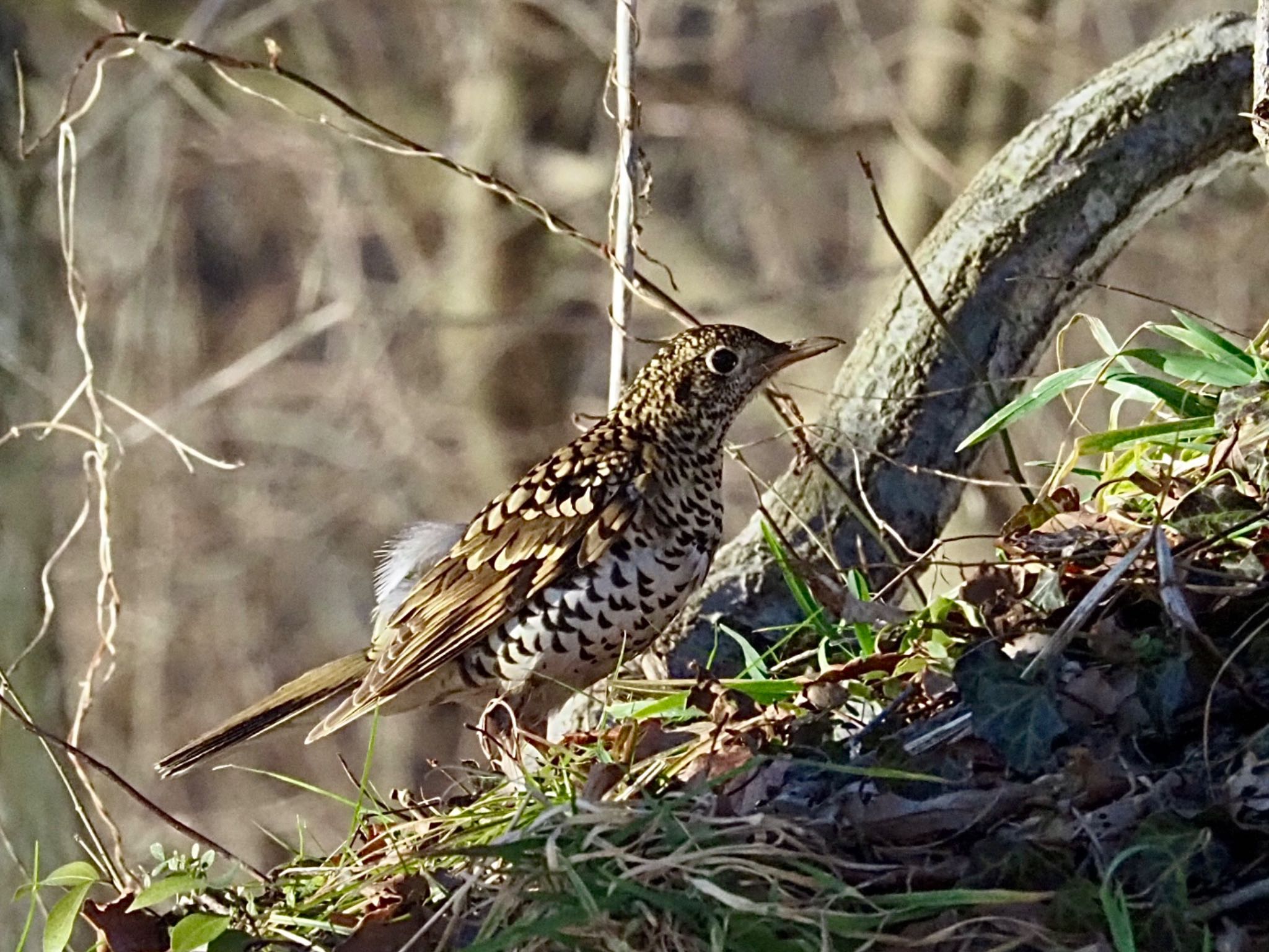 Photo of White's Thrush at 大潟水と森公園 by めー