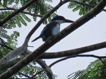 Winchell's Kingfisher