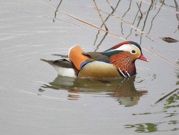 オシドリ 環水公園 2018年4月15日(日)