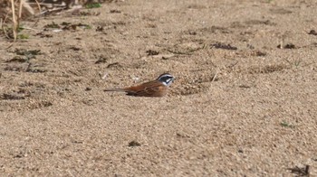 Meadow Bunting 鈴鹿川 Sun, 2/5/2023