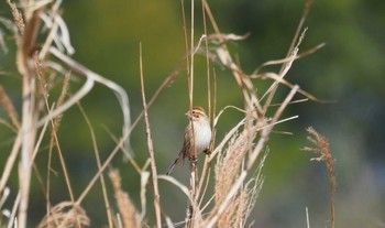 2023年2月5日(日) 鈴鹿川の野鳥観察記録