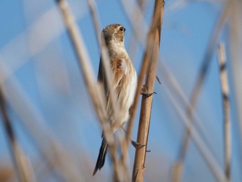 Common Reed Bunting 鈴鹿川 Sun, 2/5/2023