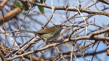 Japanese Bush Warbler 鈴鹿川 Sun, 2/5/2023