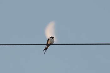 Barn Swallow 林道周辺 Mon, 4/9/2018