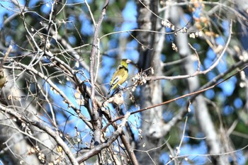 Grey-capped Greenfinch 木曽川河跡湖公園 Sun, 2/5/2023