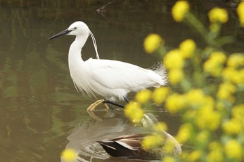 コサギ 野川 2018年4月15日(日)