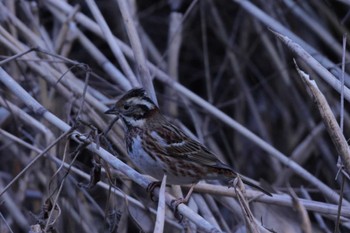 Sun, 2/5/2023 Birding report at 鎌倉中央公園