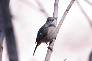 Daurian Redstart 鎌倉中央公園 Sun, 2/5/2023