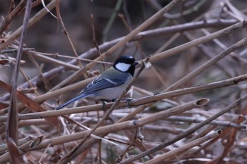 Japanese Tit 鎌倉中央公園 Sun, 2/5/2023