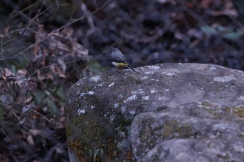 Grey Wagtail 鎌倉中央公園 Sun, 2/5/2023