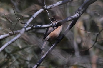 Bull-headed Shrike 鎌倉中央公園 Sun, 2/5/2023