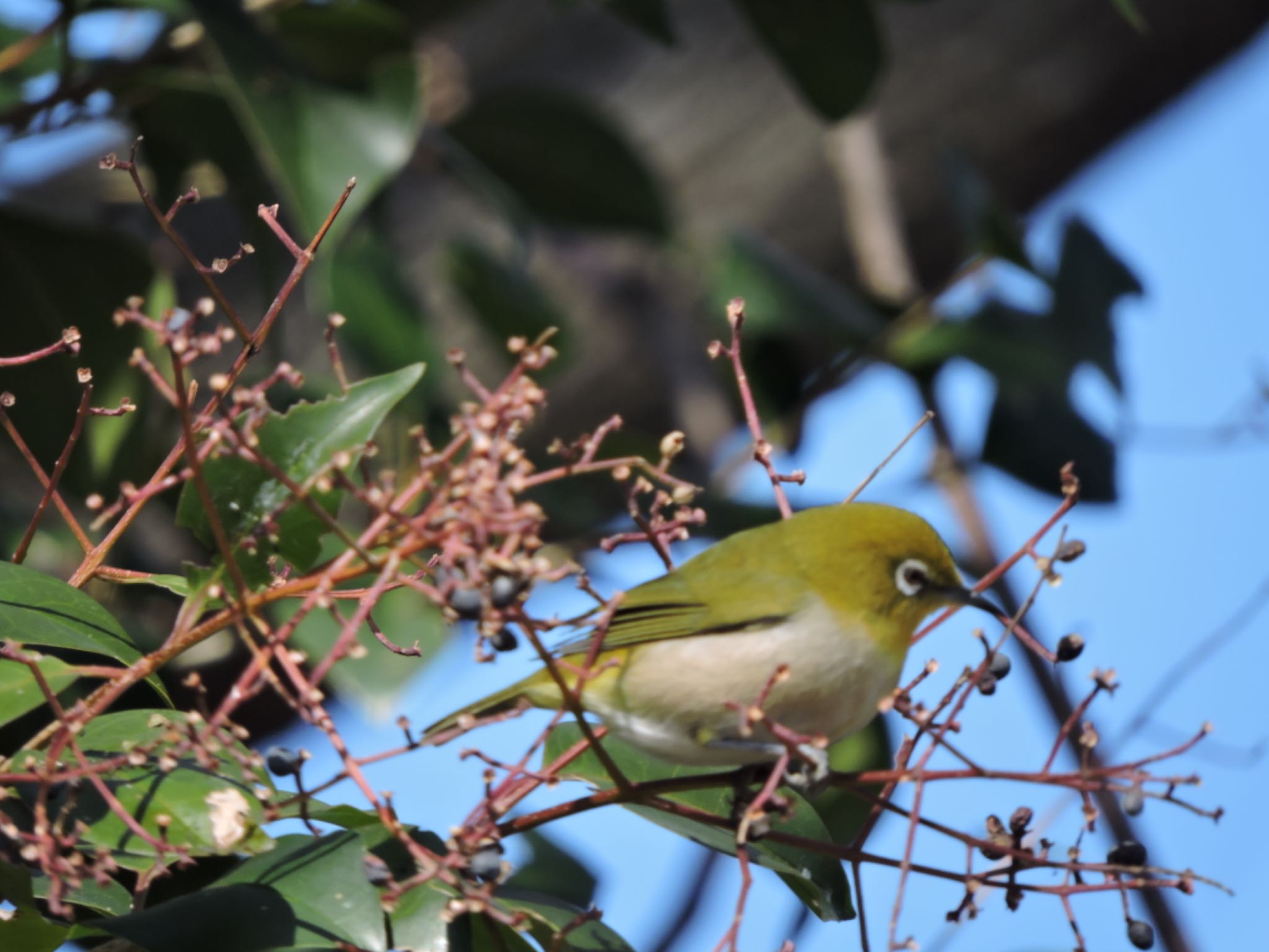 Warbling White-eye