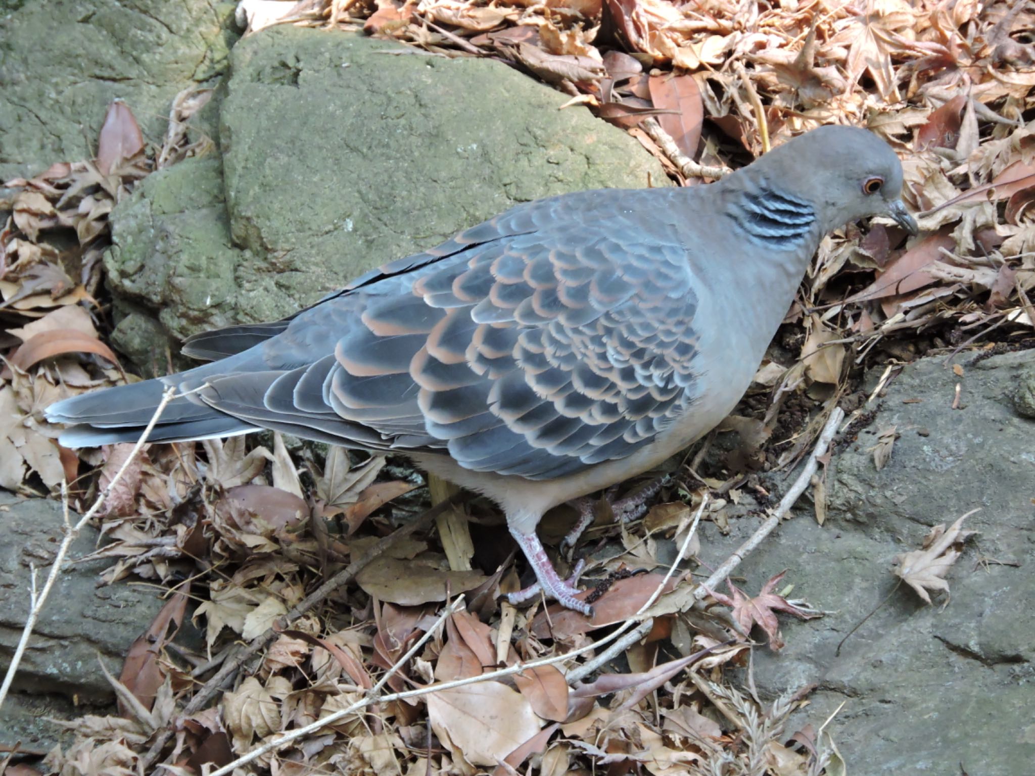 Oriental Turtle Dove