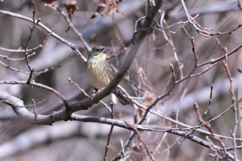 アオジ 鎌倉中央公園 2023年2月5日(日)