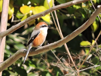 2023年2月5日(日) 大阪鶴見緑地の野鳥観察記録