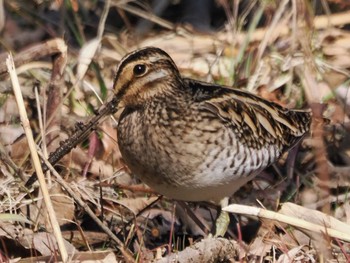 2023年2月5日(日) 北本自然観察公園の野鳥観察記録