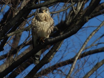 Common Kestrel 東京都稲城市 Sun, 2/5/2023