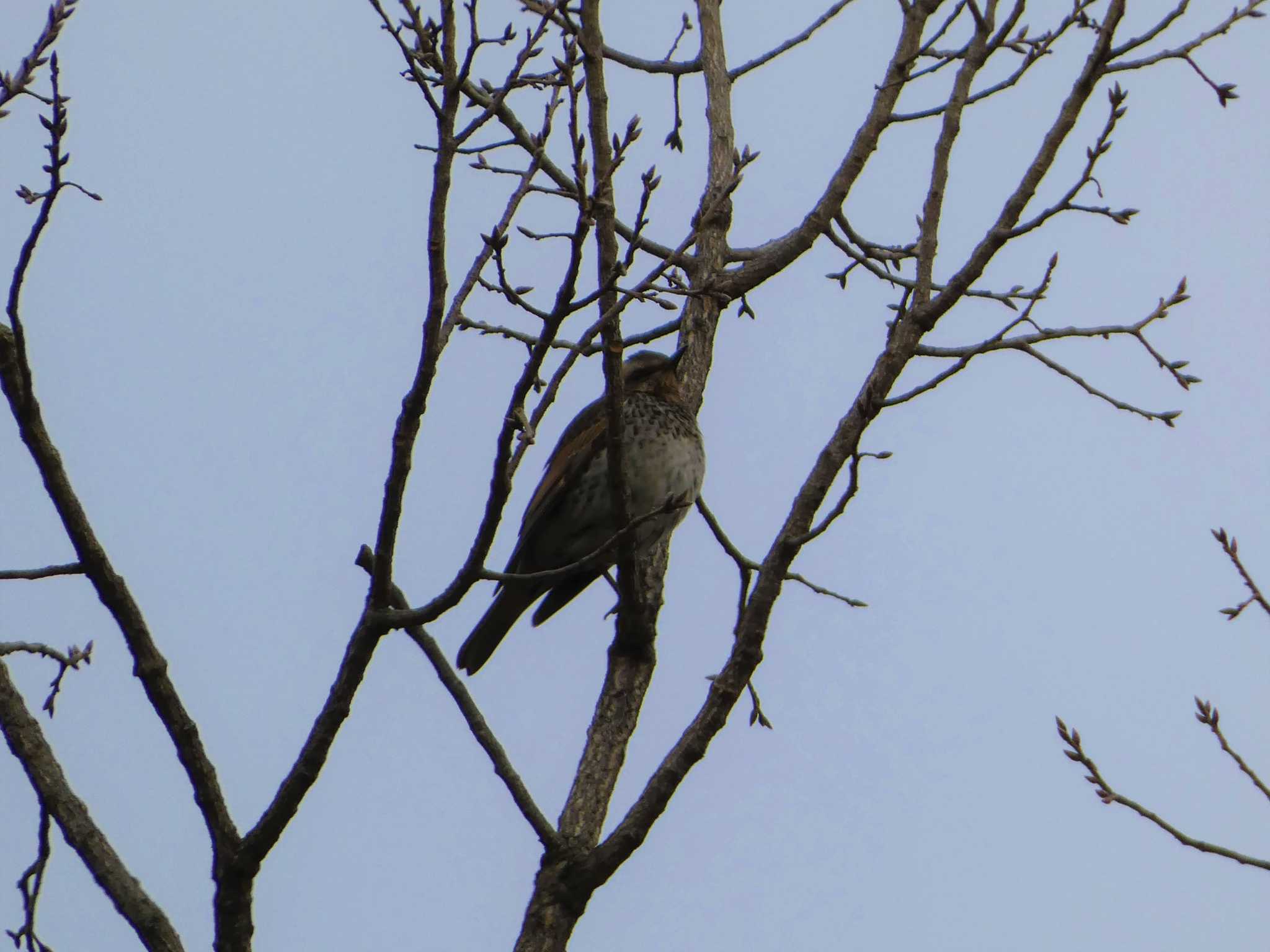 Dusky Thrush